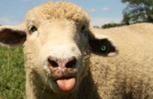 Esrar tarlasına giren koyunlar 300 kilo kenevir yediler