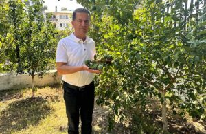 Adana’da Ziraat Odası Başkanı uyardı: Önlem alınmazsa ağaçlar sökülecek