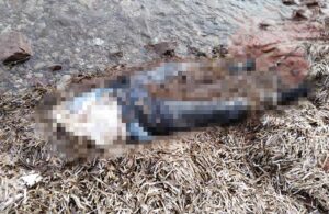 Bodrum’da korkunç olay! Belden yukarısı olmayan kadın cesedi bulundu