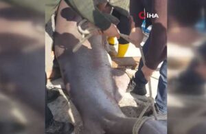 Marmara’da 1 tonluk köpekbalığı yakalandı