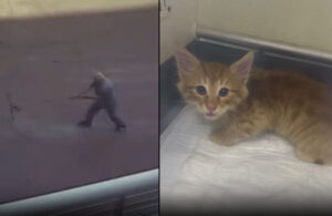 Hayvanlara şiddet devam ediyor! Yavru kediyi paspasla sürükleyip çöpe attı