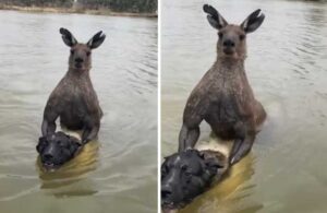 Köpeğini nehirde boğan kanguru ile yumruklaştı