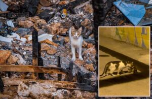 Yangında 6 yavrusunu kaybeden kedi annesiz kalan yavruyu sahiplendi