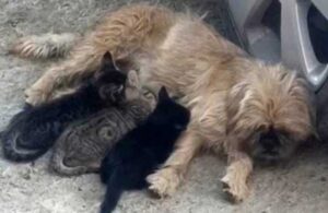 Antalya’da Pug kırması köpek öksüz kalan kedilerin annesi oldu