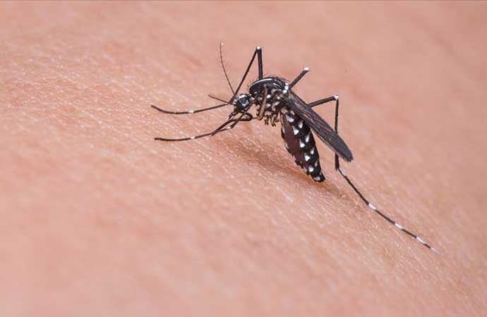 Yunanistan’da Batı Nil Virüsü tehlikesi! 19 kişi hayatını kaybetti