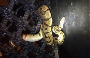 Antalya’da korku dolu anlar! Dev yılan apartman kapısına dolandı