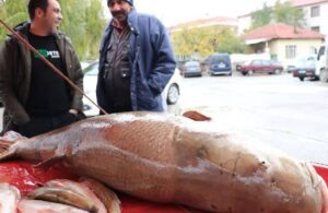 Karasu Nehri’nde yakalanan balık herkesi şaşırttı