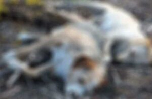 Bilecik’te köpek katliamı! 4 şüpheli gözaltına alındı