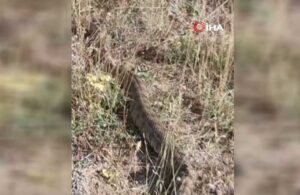 Sivas’ta 2 metrelik dev zehirli yılan görenleri korkuttu