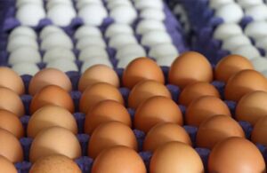 Yumurta sektörüne 100 milyona yakın ceza kesildi