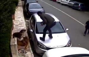 İlginç tesadüf! Köpeklerin havladığı iki farklı vatandaş aynı arabanın üzerine çıkarak kaçtı