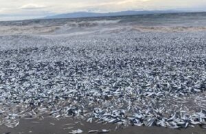 Görüntüler Japonya’dan! Binlerce ölü balık karaya vurdu