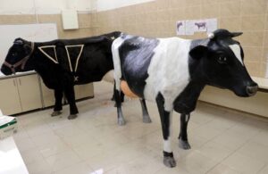 3D yazıcıyla 3 farklı ‘simülatör inek’ üretimi