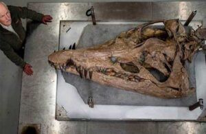150 milyon yıllık devasa büyüklükte kafatası fosili bulundu