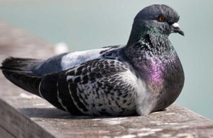 Japonya’da güvercin öldüren taksi şoförüne gözaltı