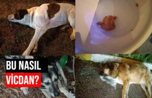 İzmir’de hayvan katliamı! 11 köpeği zehirleyerek öldürdüler