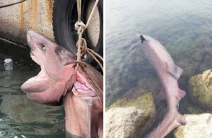 Mersin’de 4 metrelik ölü köpek balığı kıyıya vurdu