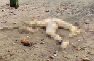 Bodrum’da sahilde başsız ceset bulundu