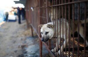 Yasa onaylandı! Güney Kore’de köpek eti yemek yasaklanıyor