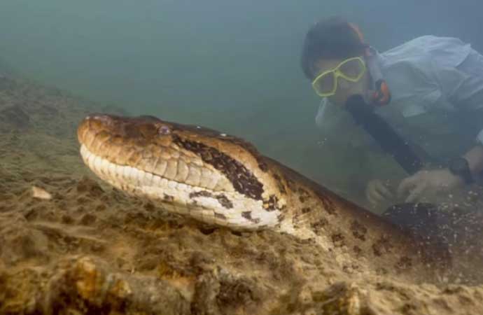 Dünyanın en büyük yılan türü keşfedildi