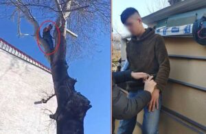 Ağaca çıkan hırsız polise el salladı