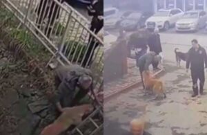 İç ısıtan görüntü: Sokak köpeği kendisini kurtaran insana böyle teşekkür etti