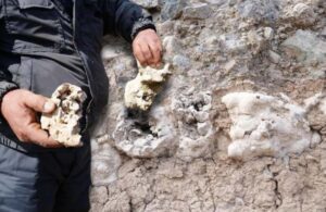 Niğde’de bulunan kemikler merak konusu oldu! ‘Dinozor fosili olabilir’