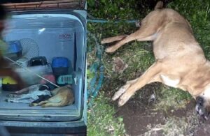 Bodrum’da hayvan katliamı! 3 kedi ve 5 köpek caniler tarafından öldürüldü
