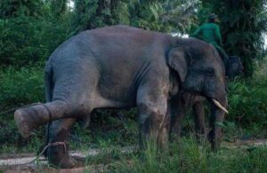 Tayland’da dilencilik yaptırılan fil sahibini ezerek öldürdü