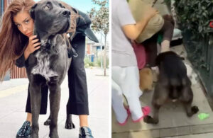 Ağızlıksız sokağa çıkardığı köpeği başka köpeği parçalayarak öldüren Banu Parlak’a para cezası