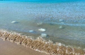 Hatay’da şimdi de denizanası istilası! 14 km sahil şeridi etkilendi