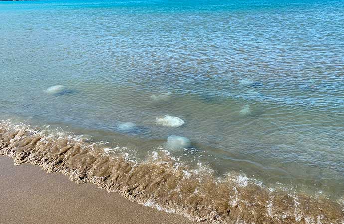 Hatay’da şimdi de denizanası istilası! 14 km sahil şeridi etkilendi