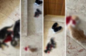 Bursa’da dehşet! Başları kesilerek öldürülen kediler bulundu