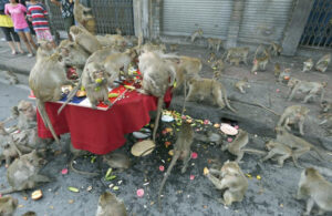 Sokakları istila eden maymunlar tek tek yakalanıyor