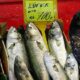 Balık, balık fiyatları, zam