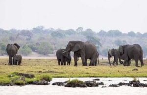 Botsvana’dan Almanya’ya ‘fil’ tehdidi: Şaka değil