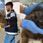 Erzurum’dan Kars’a getirildiler! Ziftten temizlenen yavru köpeğin ayağı kesilmekten kurtarıldı