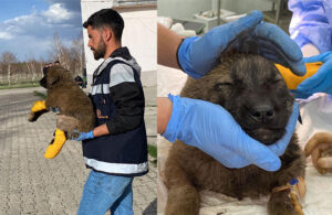 Erzurum’dan Kars’a getirildiler! Ziftten temizlenen yavru köpeğin ayağı kesilmekten kurtarıldı
