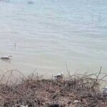 Şanlıurfa’da toplu martı ölümleri: Kuş gribi endişesi var