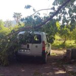 Muğla’da fırtına etkili oldu! Ağaçlar otomobillerin üzerine devrildi