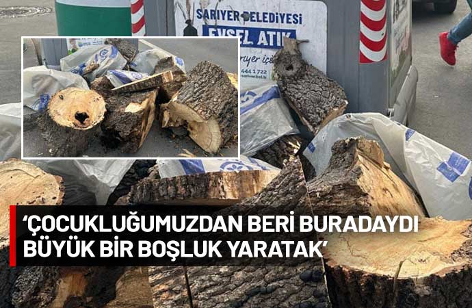 İstanbul Boğazı’nda ağaç kıyımı! Asırlık meşe yerel işletmecilerin kurbanı oldu