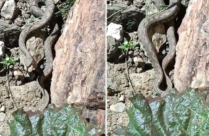Türkiye’nin en zehirli yılanı Van’da ortaya çıktı