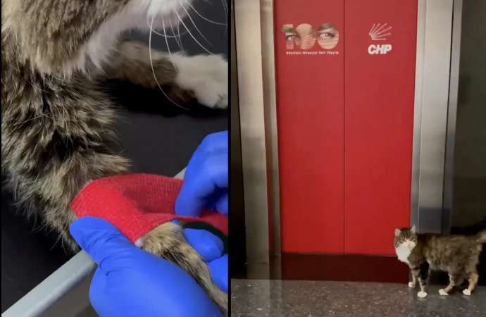 CHP’nin kedisi Şero taburcu oldu, yuvasına döndü