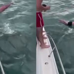 Tekneden katil balinanın üzerine atladı! Yetkililer ‘aptallık’ deyip para cezası verdi