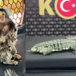 İstanbul’da şoke eden baskın! Timsah, yılan, tarantula ele geçirildi