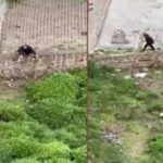 Hayvan cinayetleri bitmiyor! Trabzon’da bir cani yavru kediyi tekmeleyip ezerek katletti