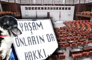 AKP’den sokak hayvanları yasasında geri adım