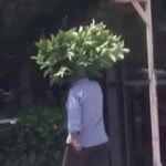 Bağcılar’da bir vatandaş kafasında ağaç yapraklarıyla dolaştı