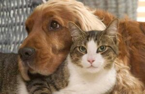 AB’den kedi ve köpekler için yasa tasarısı! Refahları güvence altına alınacak