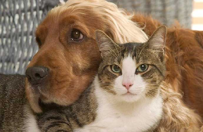 AB’den kedi ve köpekler için yasa tasarısı! Refahları güvence altına alınacak